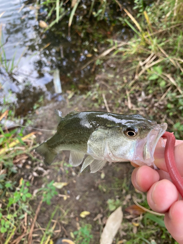 ブラックバスの釣果