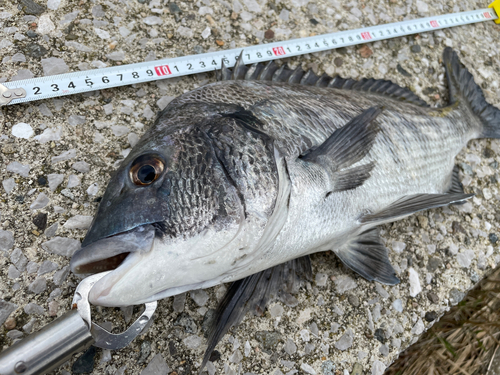 クロダイの釣果