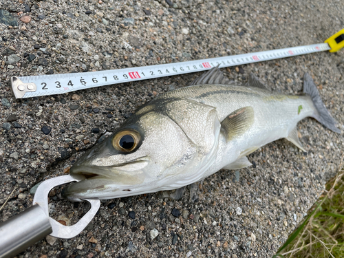 フッコ（マルスズキ）の釣果