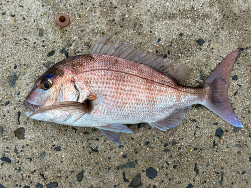 マダイの釣果