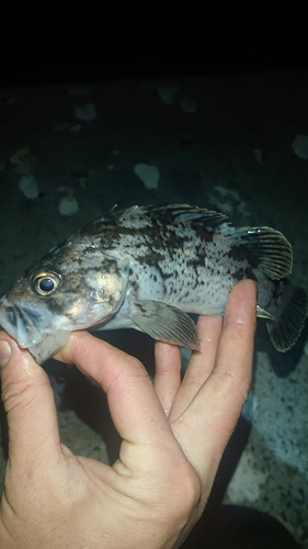 クロソイの釣果