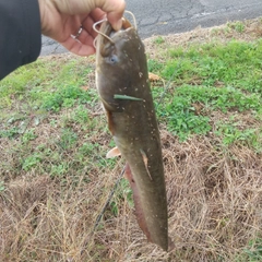 マナマズの釣果