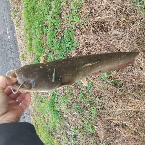 マナマズの釣果