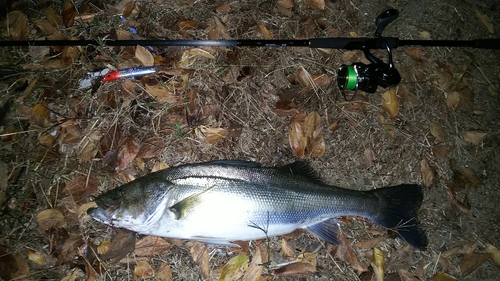 スズキの釣果