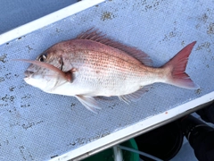 マダイの釣果