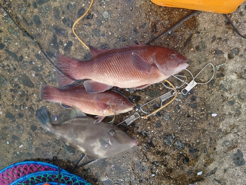 カンダイの釣果