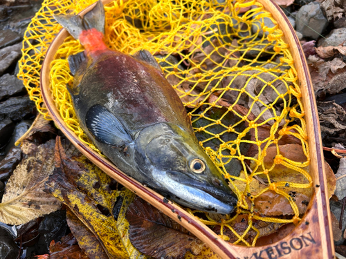 ヒメマスの釣果