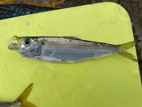 サッパの釣果