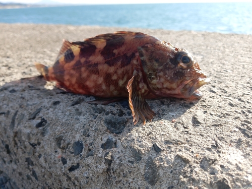 カサゴの釣果