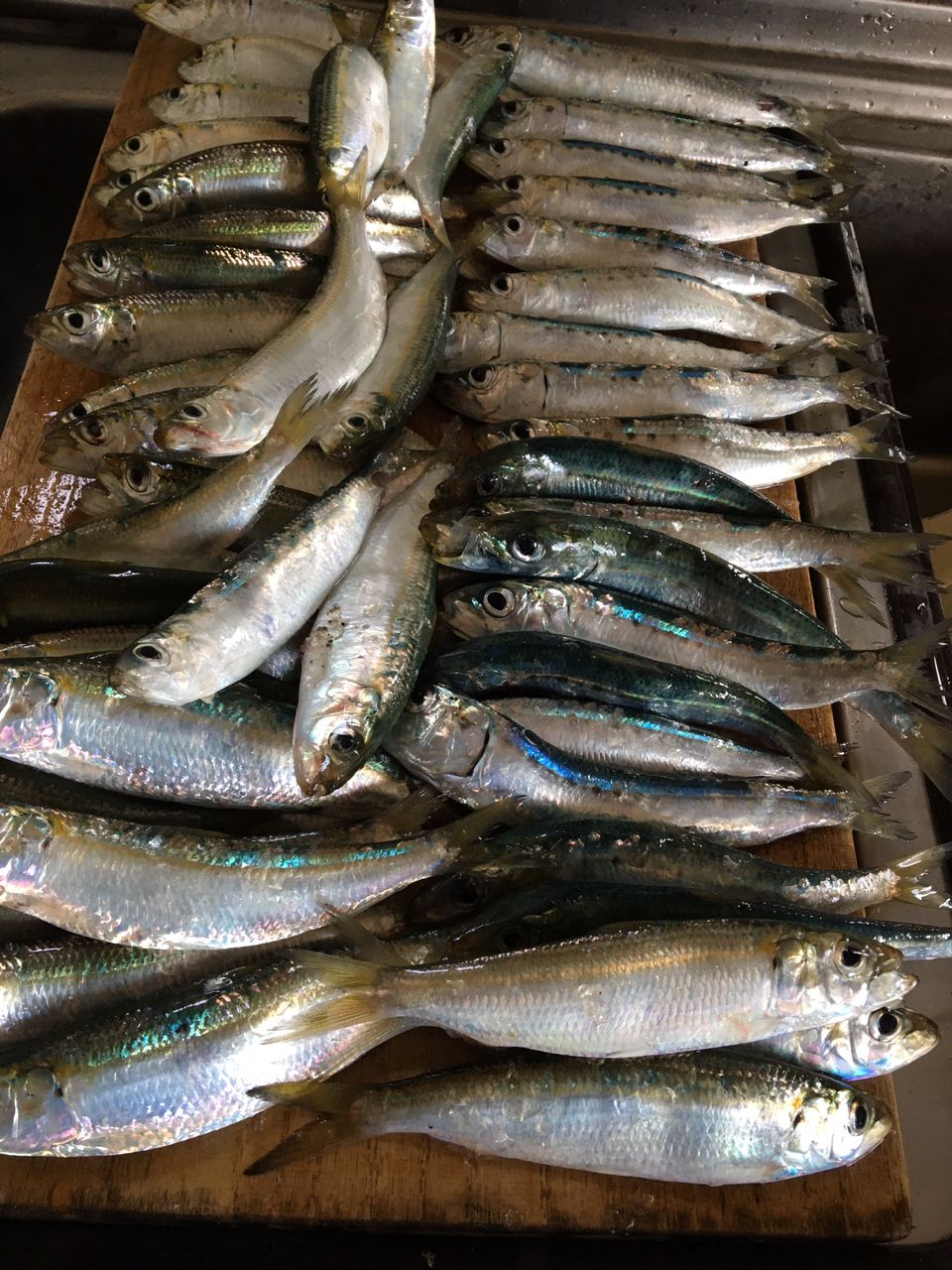 カタボシイワシ