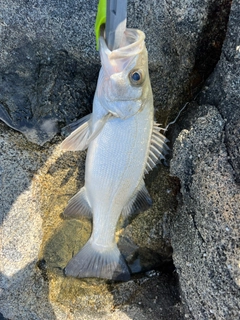 セイゴ（ヒラスズキ）の釣果