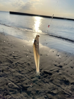 シロギスの釣果