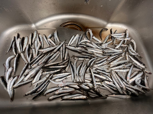 カタクチイワシの釣果