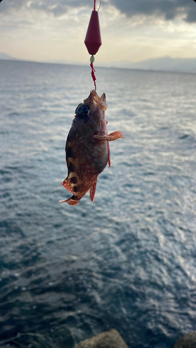 カサゴの釣果