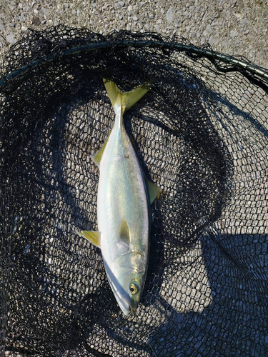 ヤズの釣果