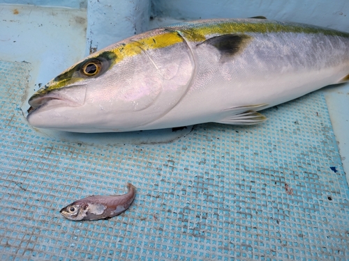 ワラサの釣果