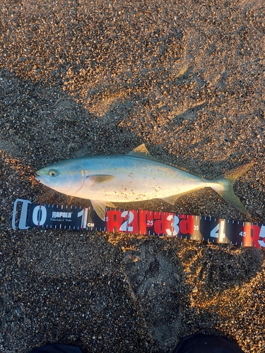 イナダの釣果