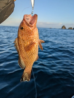 オオモンハタの釣果