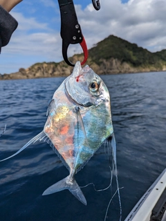 イトヒキアジの釣果