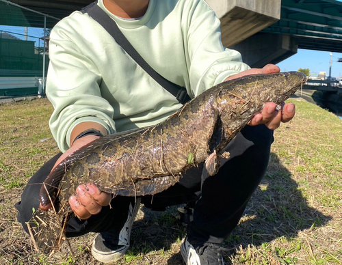 ライギョの釣果