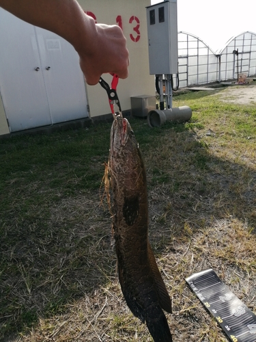 ライギョの釣果