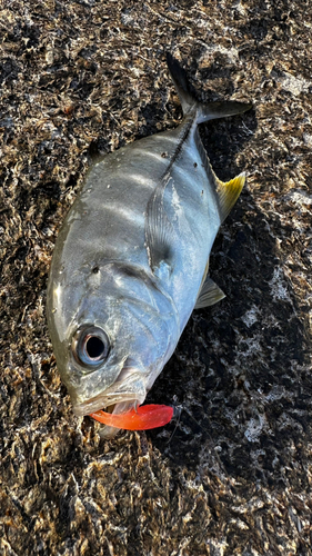 ギンガメアジの釣果