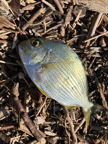 ヘダイの釣果