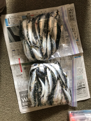 イワシの釣果