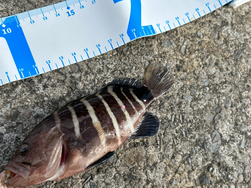 アオハタの釣果