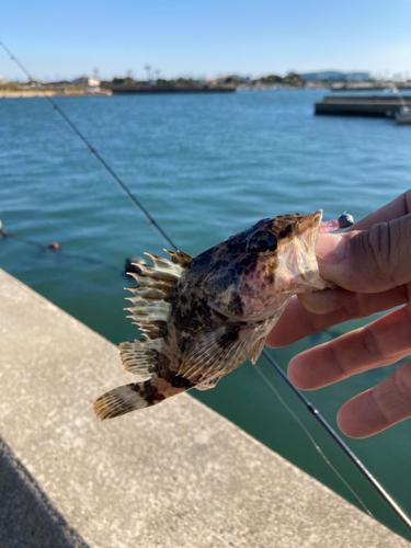 タケノコメバルの釣果