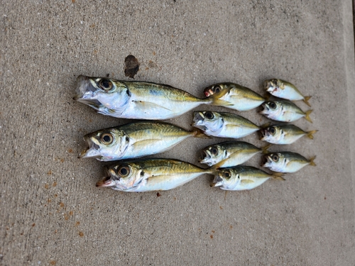 アジの釣果