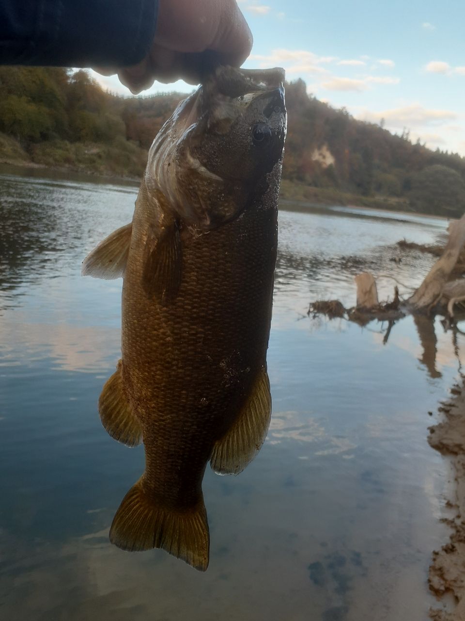 スモールマウスバス