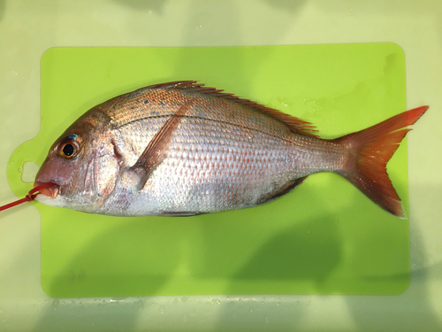 タイの釣果