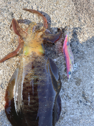 アオリイカの釣果