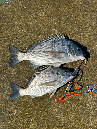 チヌの釣果