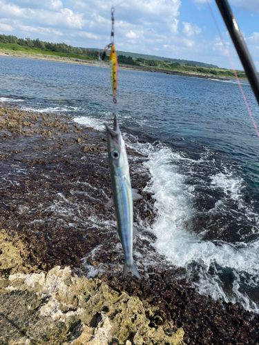 カマスの釣果