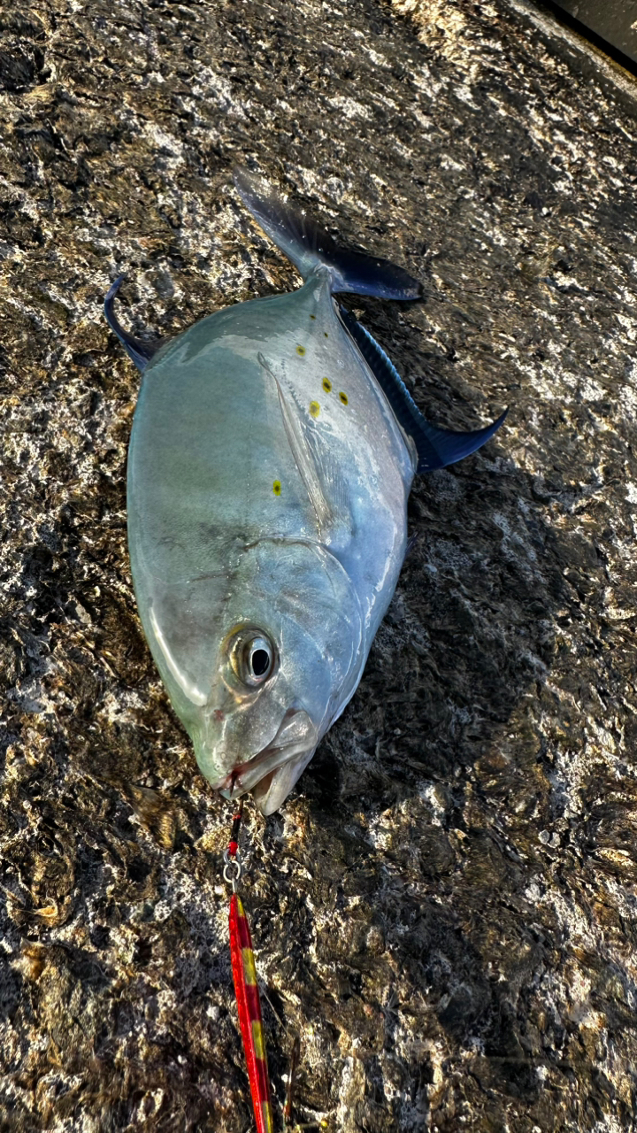 ナンヨウカイワリ