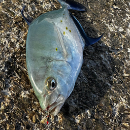 ナンヨウカイワリ