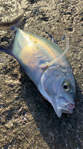 ナンヨウカイワリの釣果