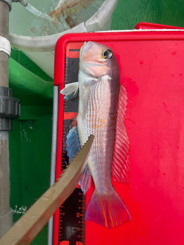 アマダイの釣果