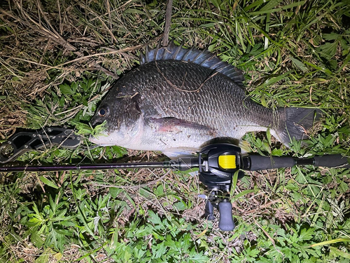 キビレの釣果