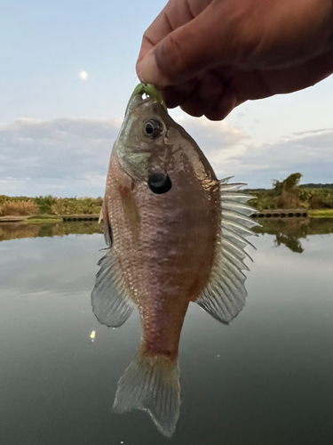 ブルーギルの釣果