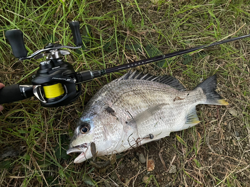 キビレの釣果