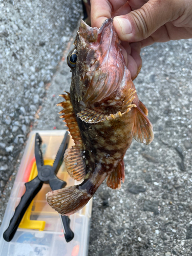 アラカブの釣果