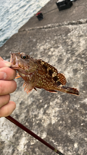 カサゴの釣果