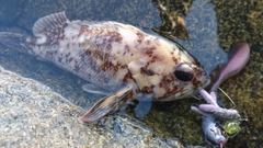 オウゴンムラソイの釣果