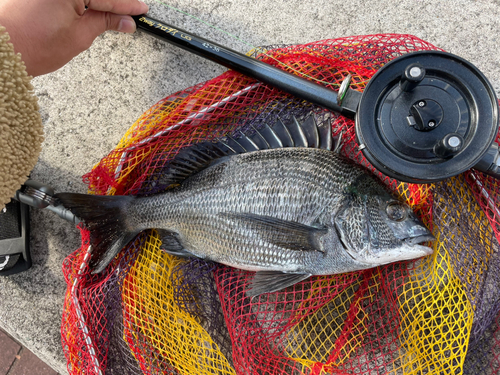 チヌの釣果