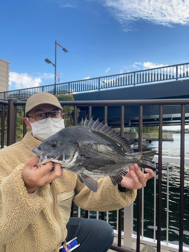 チヌの釣果