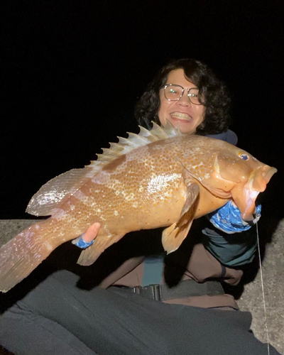 アコウの釣果