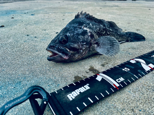 クロソイの釣果